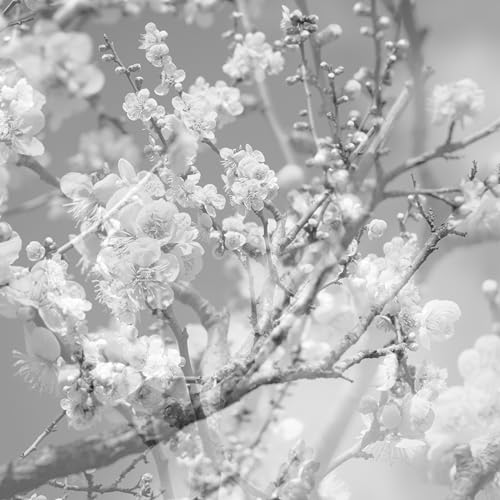 Black and white image of blossoming tree branches against a grey sky.