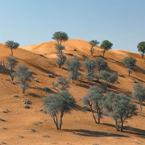 Desert landscape with scattered trees under a clear blue sky.