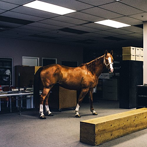 CD cover featuring a brown horse standing in an office space.