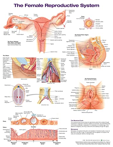 The Female Reproductive System Anatomical Chart- Laminated