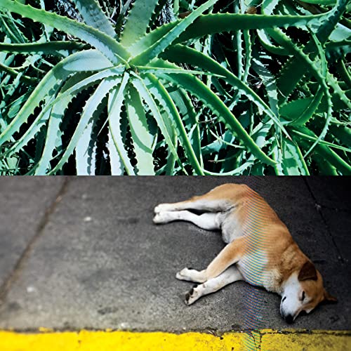 CD cover with aloe vera plant and a sleeping dog.
