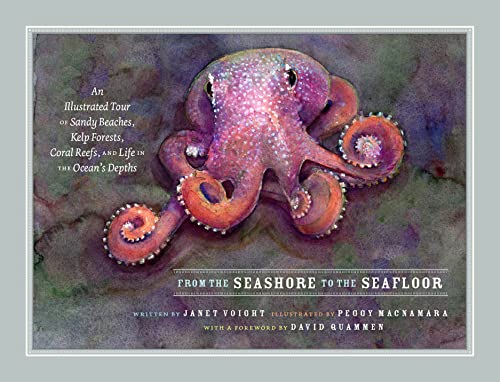 From the Seashore to the Seafloor: An Illustrated Tour of Sandy Beaches