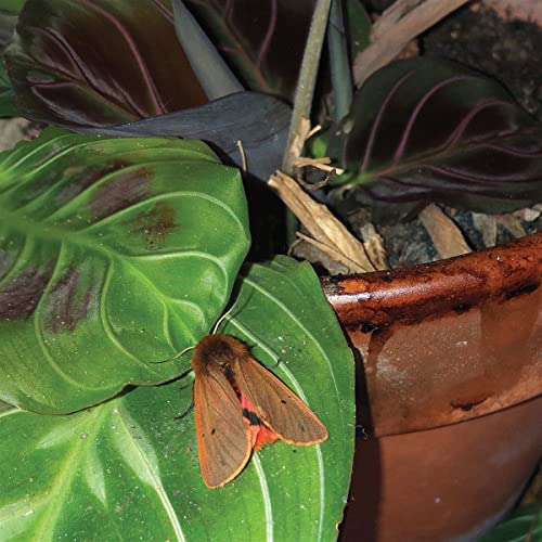 Moth resting on a large green leaf near a terracotta pot.