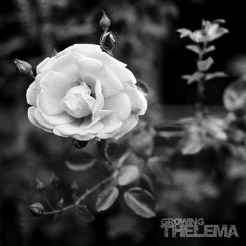 Black and white photo of a blooming rose with text overlay.