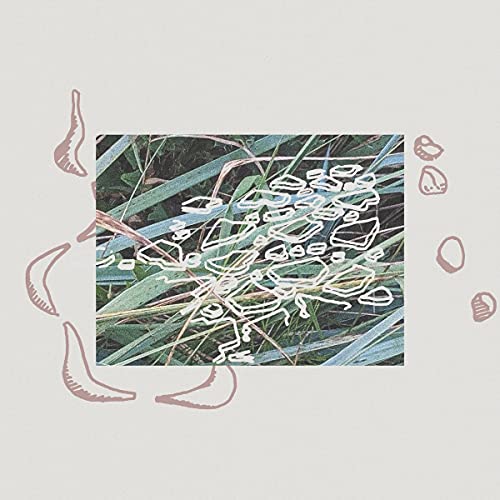 Green foliage with white line drawing and pink shell-like shapes.