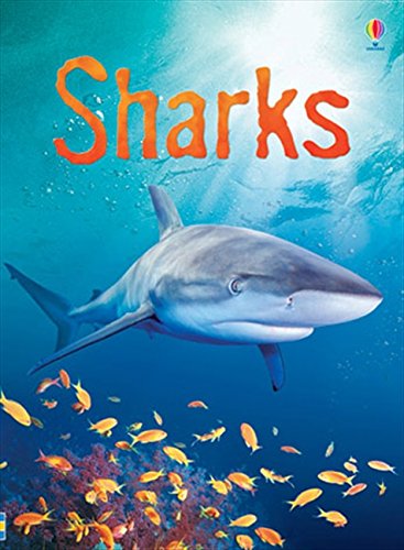 Sharks (Usborne Beginners) (Beginners Series)