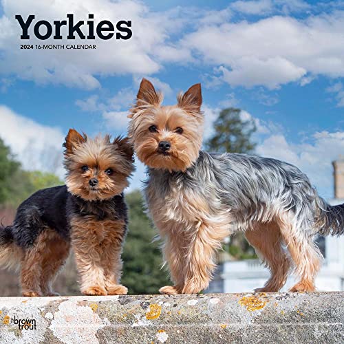 Yorkshire Terriers | 2024 12 x 24 Inch Monthly Square Wall Calendar | BrownTrout | Animals Small Dog Breeds Yorkies