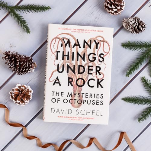 Many Things Under a Rock