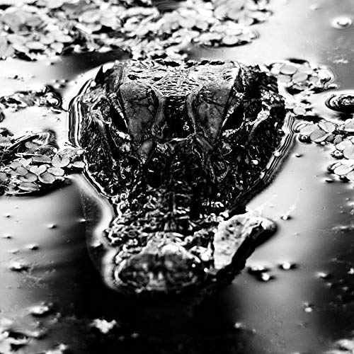 Black and white close-up of an alligator’s head in water.
