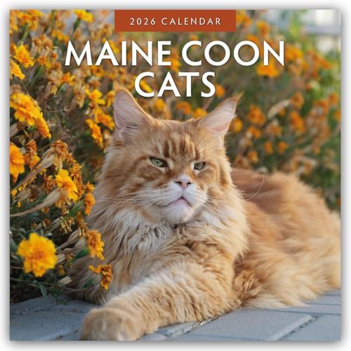 Maine Coon Cats 2026 Square Wall Calendar