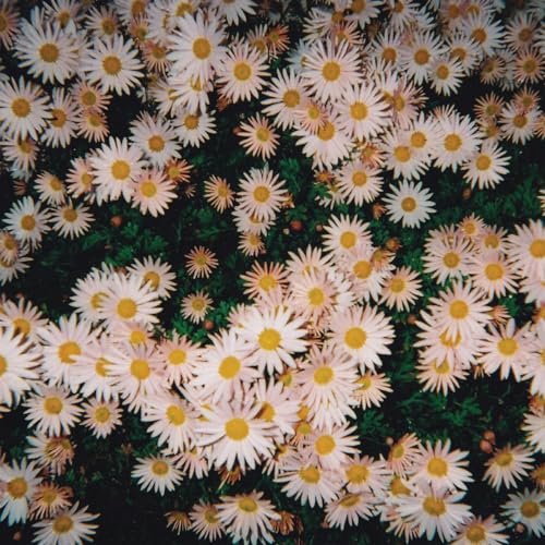 CD cover with a dense, overhead view of white and yellow daisies.