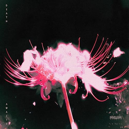Pink spider lily flower against a dark, textured background.