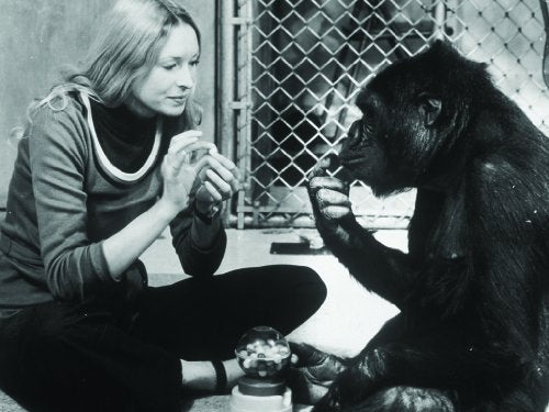 Woman interacting with a gorilla through a wire enclosure.