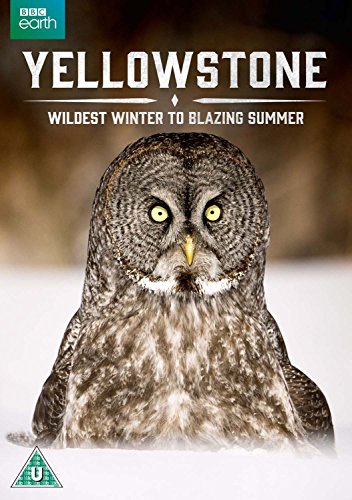 DVD cover for Yellowstone featuring a great grey owl against a snowy background.