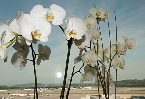 In the Summer of 2009 : Photographs by Walter Pfeiffer, Design by Matteo Thun