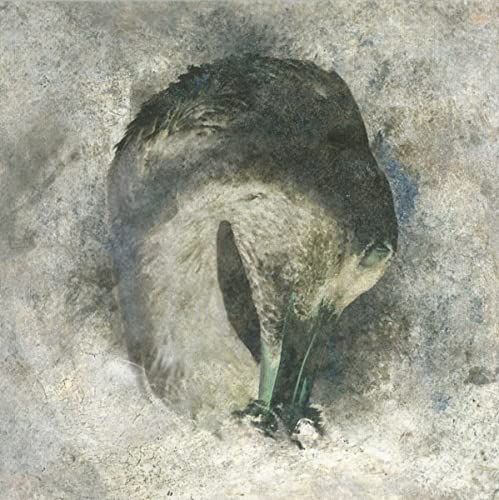 CD cover art: a dark, textured image of a bird with lowered head.