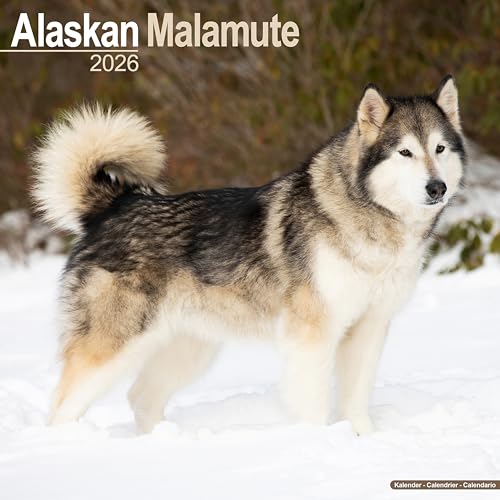 Alaskan Malamute dog standing in snow, calendar cover for 2026.