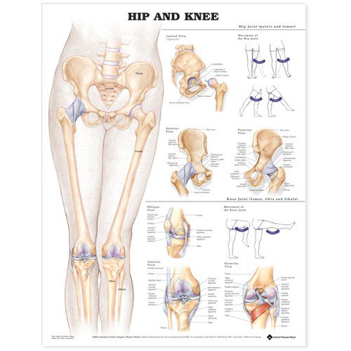 Hip And Knee