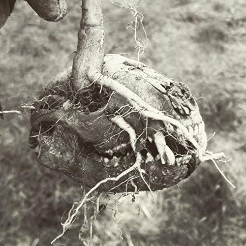 Black and white photo of a root ball resembling a skull.