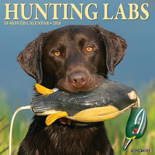 Black Labrador retriever holding a duck decoy in its mouth.