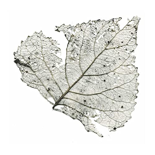 Skeleton leaf with intricate vein patterns against a white background.
