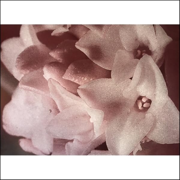 Close-up of pink and white flowers, textured and slightly blurred.