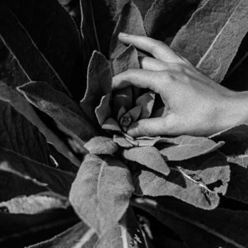 Black and white image of a hand gently touching a plant.