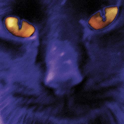 Close-up of a purple cat face with bright yellow eyes.