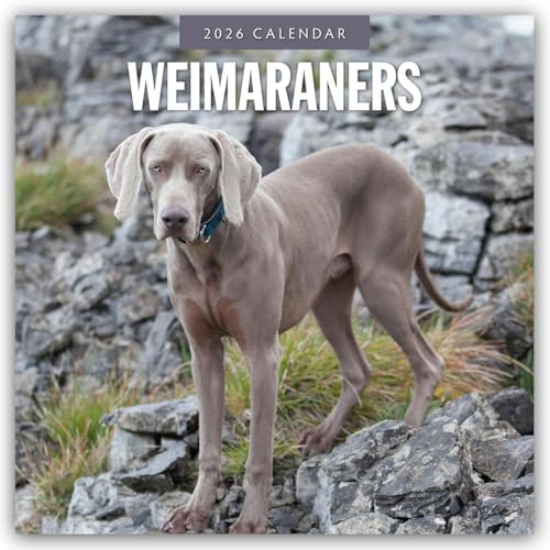 Weimaraners 2026 Square Wall Calendar