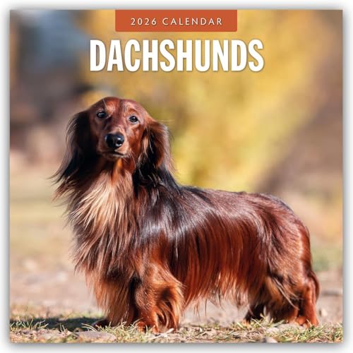 Dachshunds 2026 Square Wall Calendar
