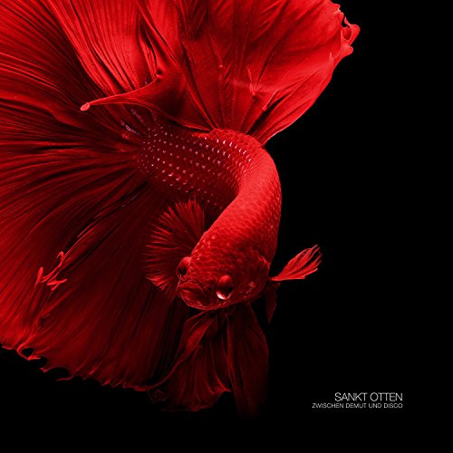 Red betta fish with flared fins against a black background.