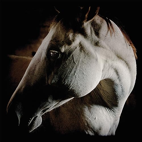 Close-up of a grey horse’s head and neck against a dark background.