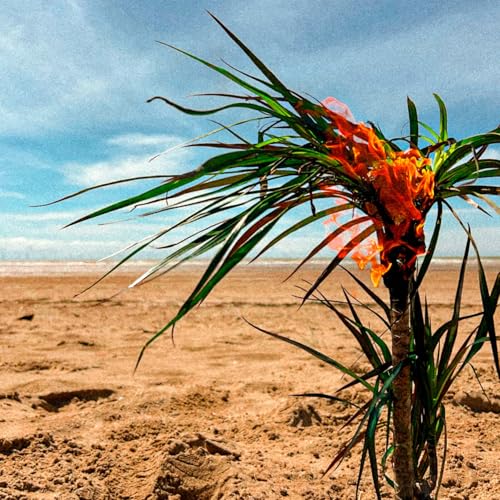 Burning palm tree against a bright sky and sandy landscape.