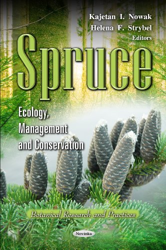 Spruce
