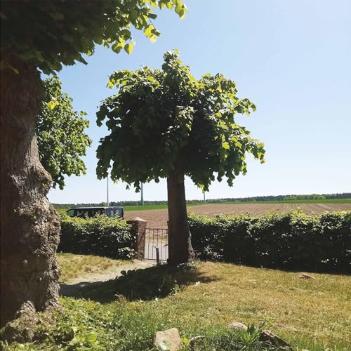 Rural landscape with trees framing a distant field and gate.
