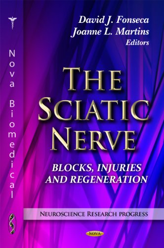 Sciatic Nerve