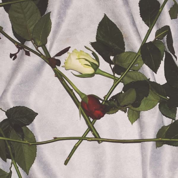 Rose stems with a white and red rose bud on a white surface.