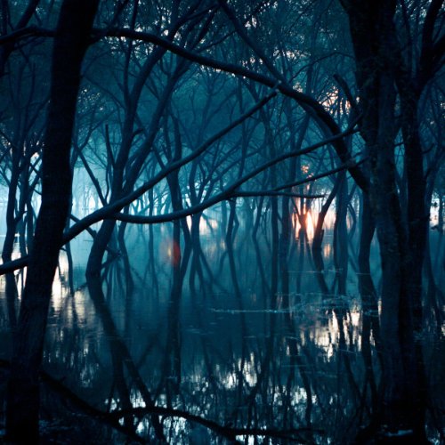 Dark, misty forest with bare branches and a distant, glowing sun.