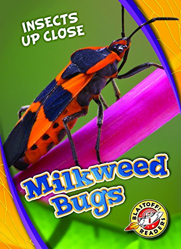 Milkweed Bugs (Insects Up Close)