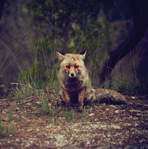 Fox sitting in tall grass, looking directly at the viewer.