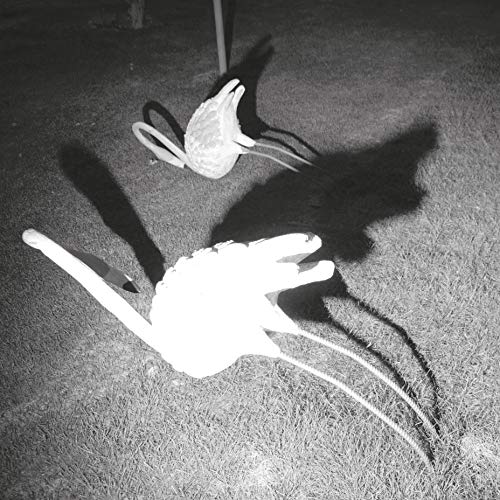Black and white photo of two white swan sculptures on grass.