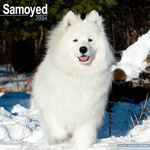 2024 calendar cover featuring a fluffy white Samoyed dog in snow.