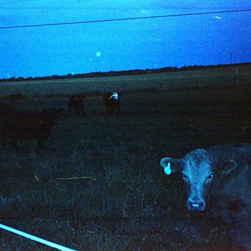 Blue vinyl record cover depicting cows in a dark, grassy field.