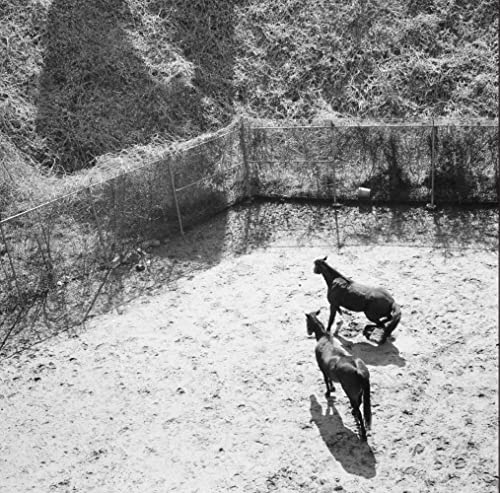 Black and white photo of two horses in a fenced enclosure.