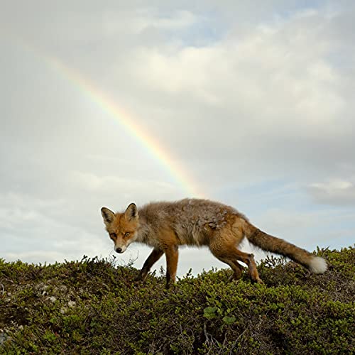 Fox walking on a grassy hill under a rainbow in the sky.