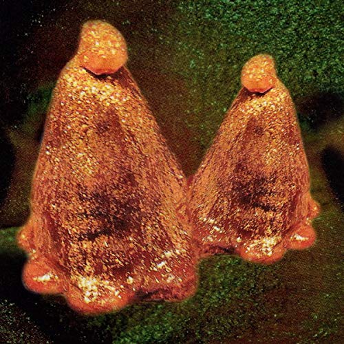 Two orange, textured figures stand against a dark green background.