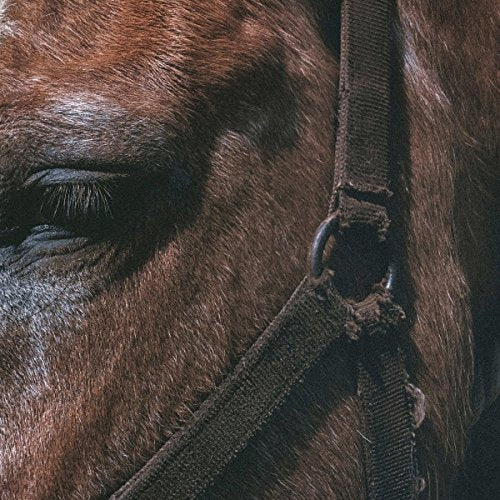 Close-up of a dark brown horse’s eye and bridle detail.