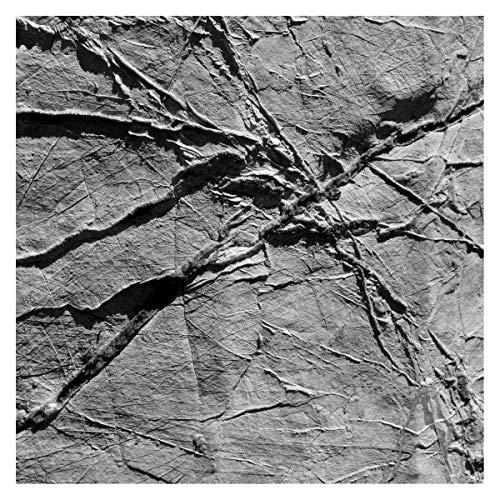 Black and white abstract image of tangled lines, resembling a web.