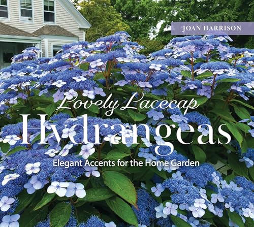 Lovely Lacecap Hydrangeas : Elegant Accents for the Home Garden