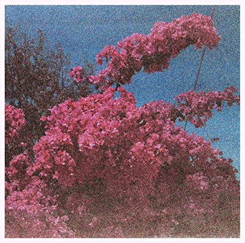 Pink bougainvillea flowers against a bright blue sky, grainy texture.